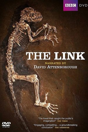 Uncovering Our Earliest Ancestor: The Link