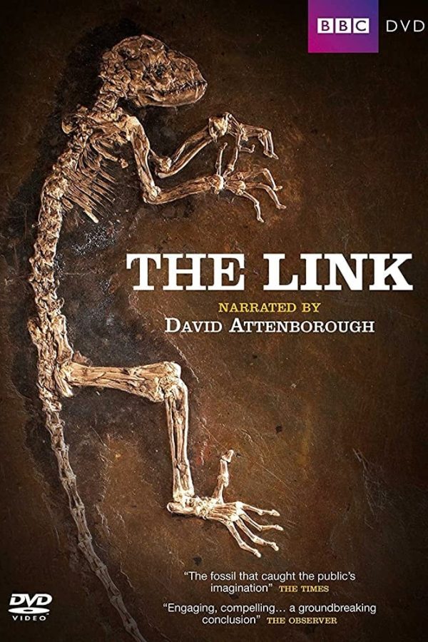 Uncovering Our Earliest Ancestor: The Link